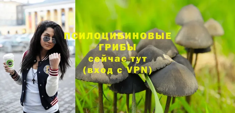 купить  цена  сайты даркнета какой сайт  Псилоцибиновые грибы MAGIC MUSHROOMS  Урень 